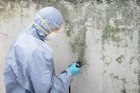 Why You Should Choose Our Mold Remediation Services in Callender, CA